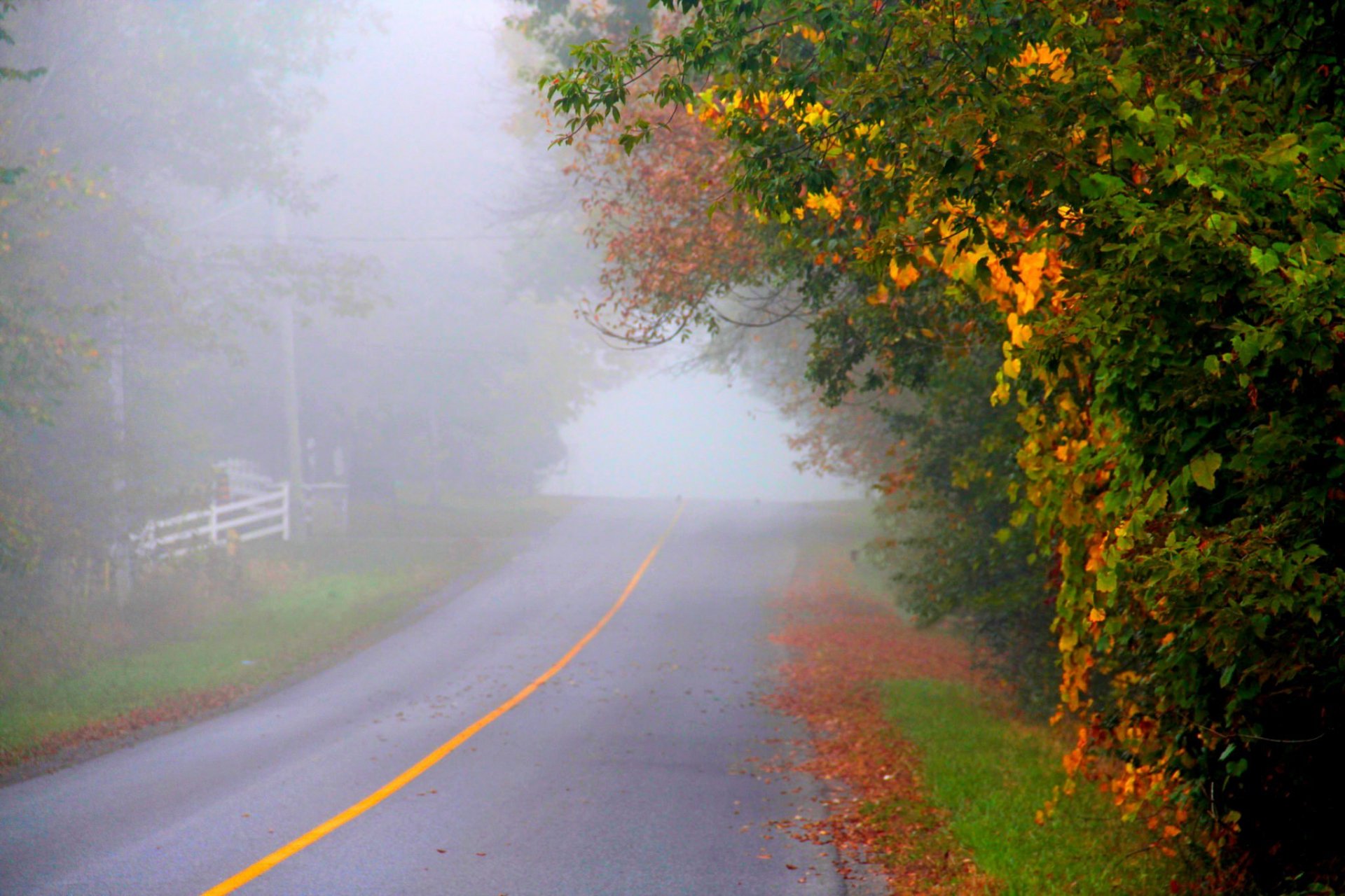 natura foresta parco alberi foglie colorato strada autunno caduta colori passeggiata