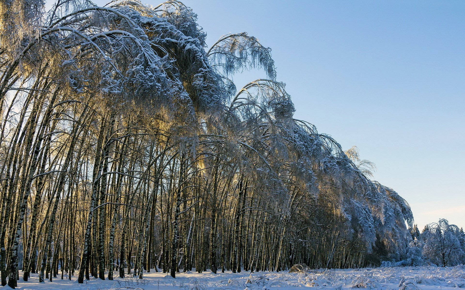 hiver arbres paysage