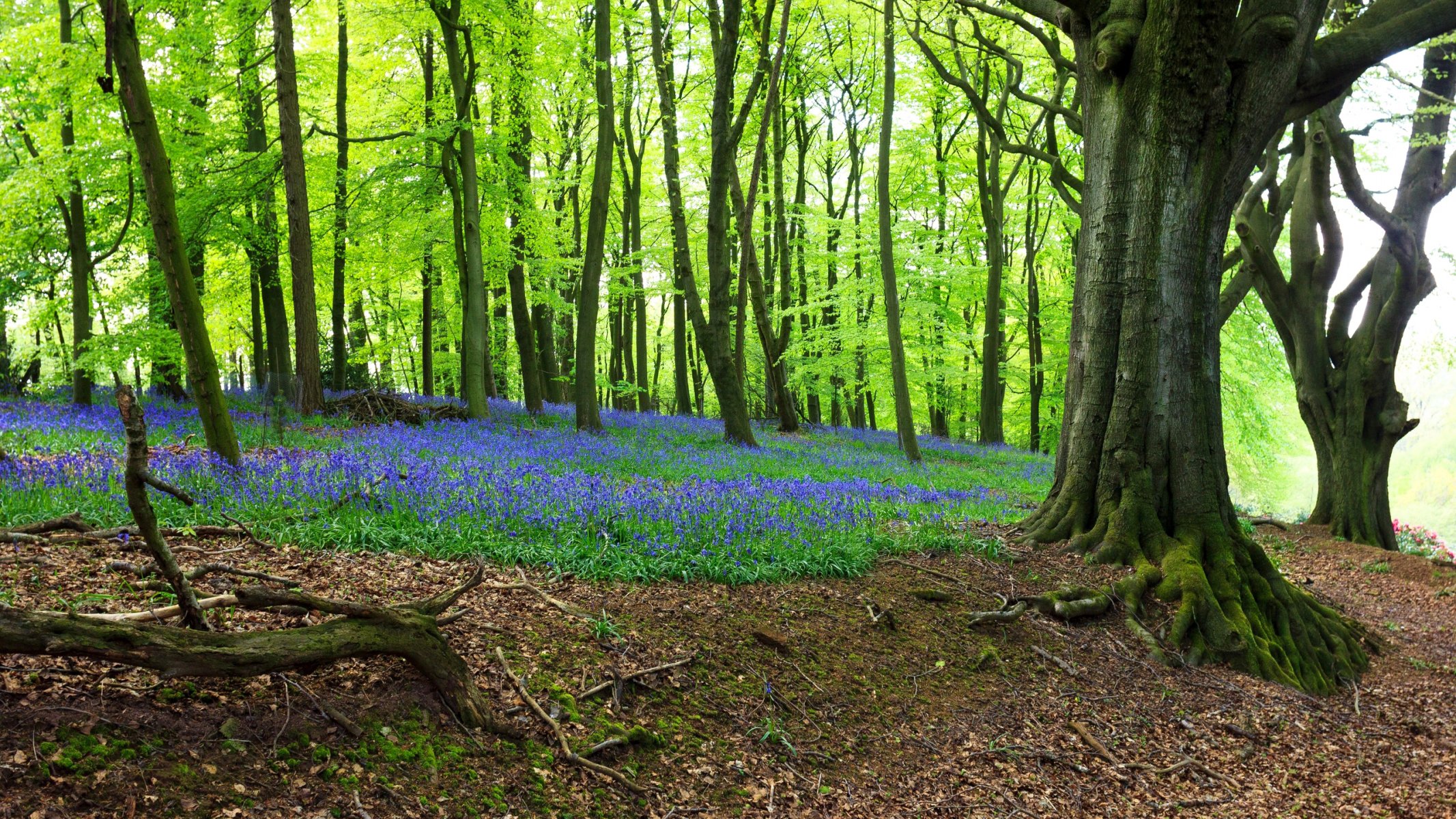 forêt arbres herbe fleurs printemps