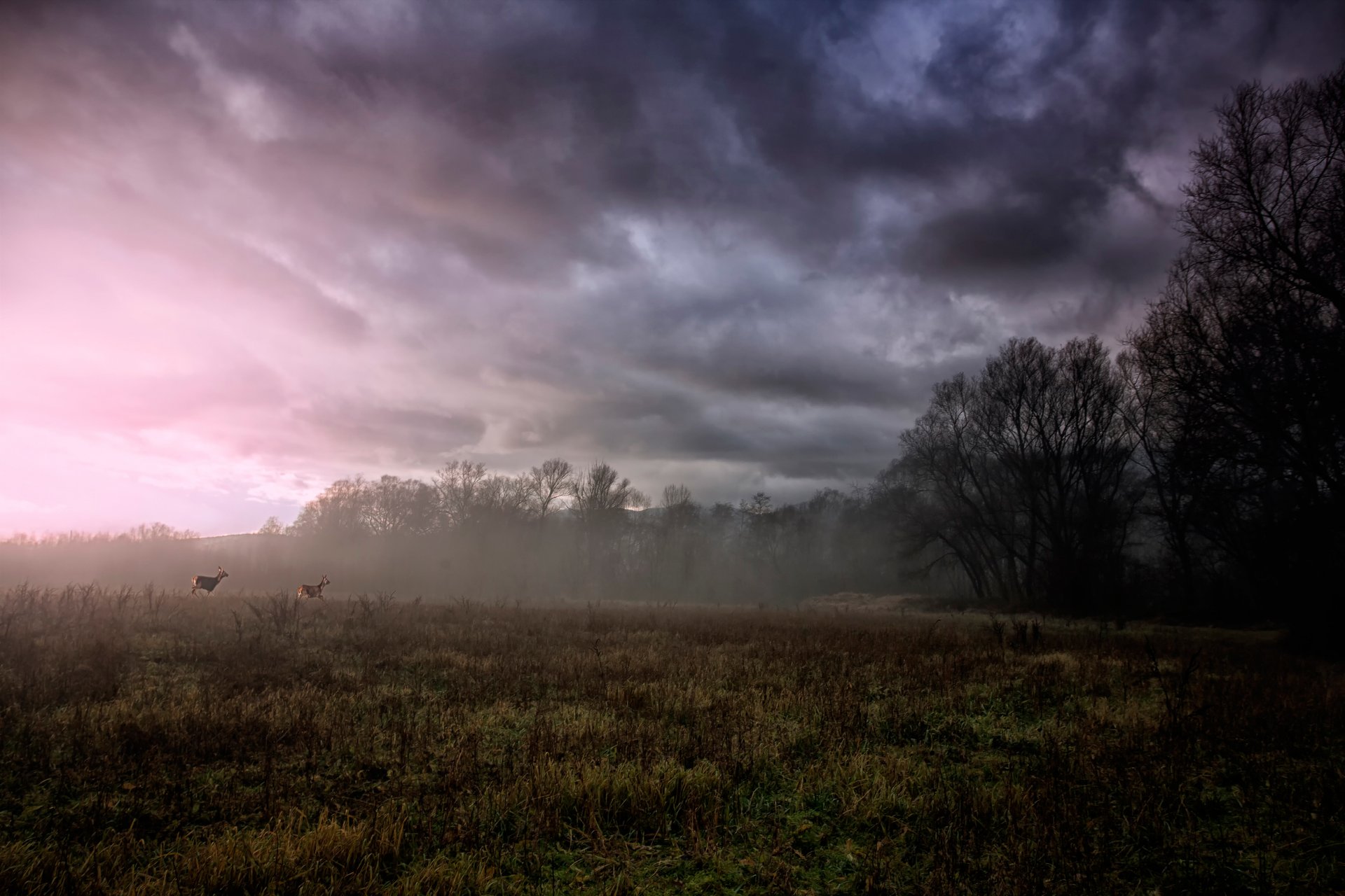 the field fog tree cloud