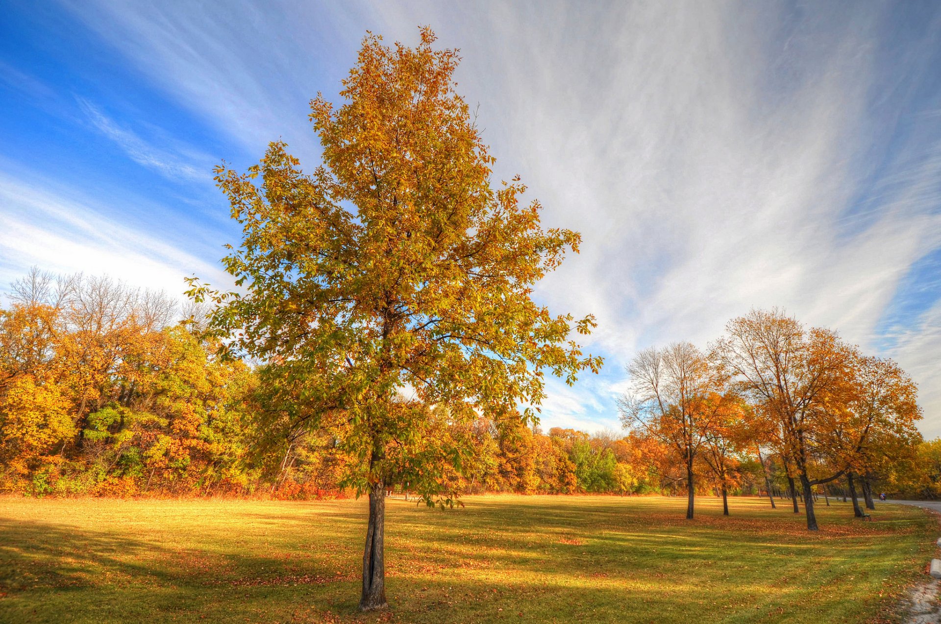 autumn park trees tree road