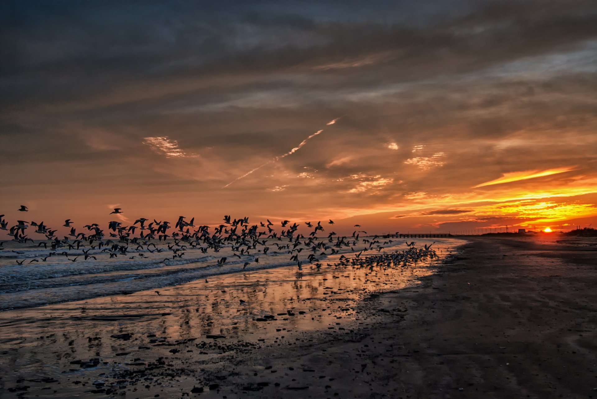 californie coucher de soleil mouettes plage océan