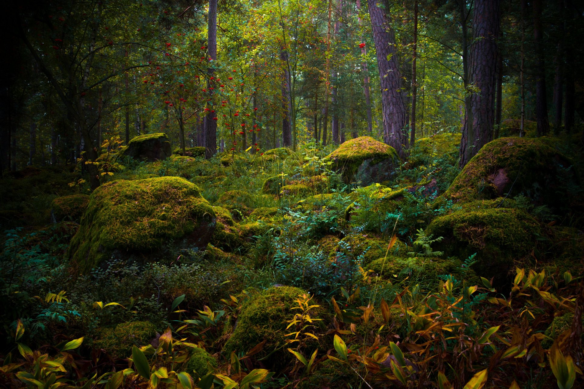 autunno foresta muschio