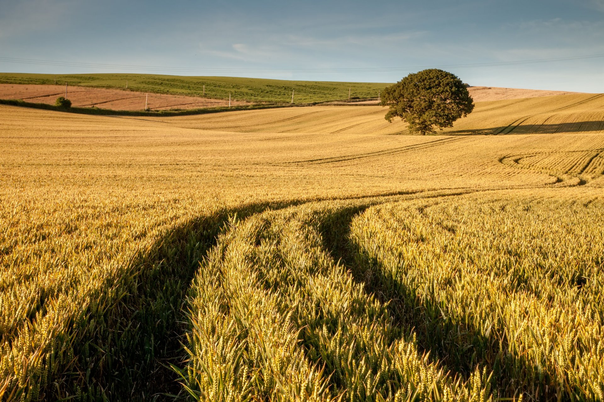 the field wheat tree