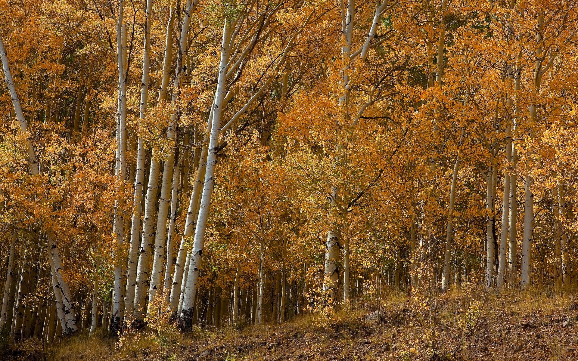 foresta boschetto autunno alberi foglie pioppo tremulo betulla