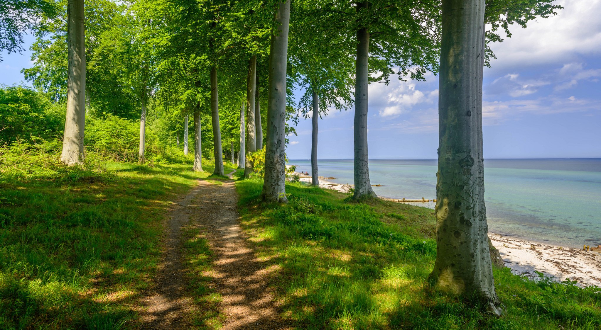 forêt arbres sentier rive lac