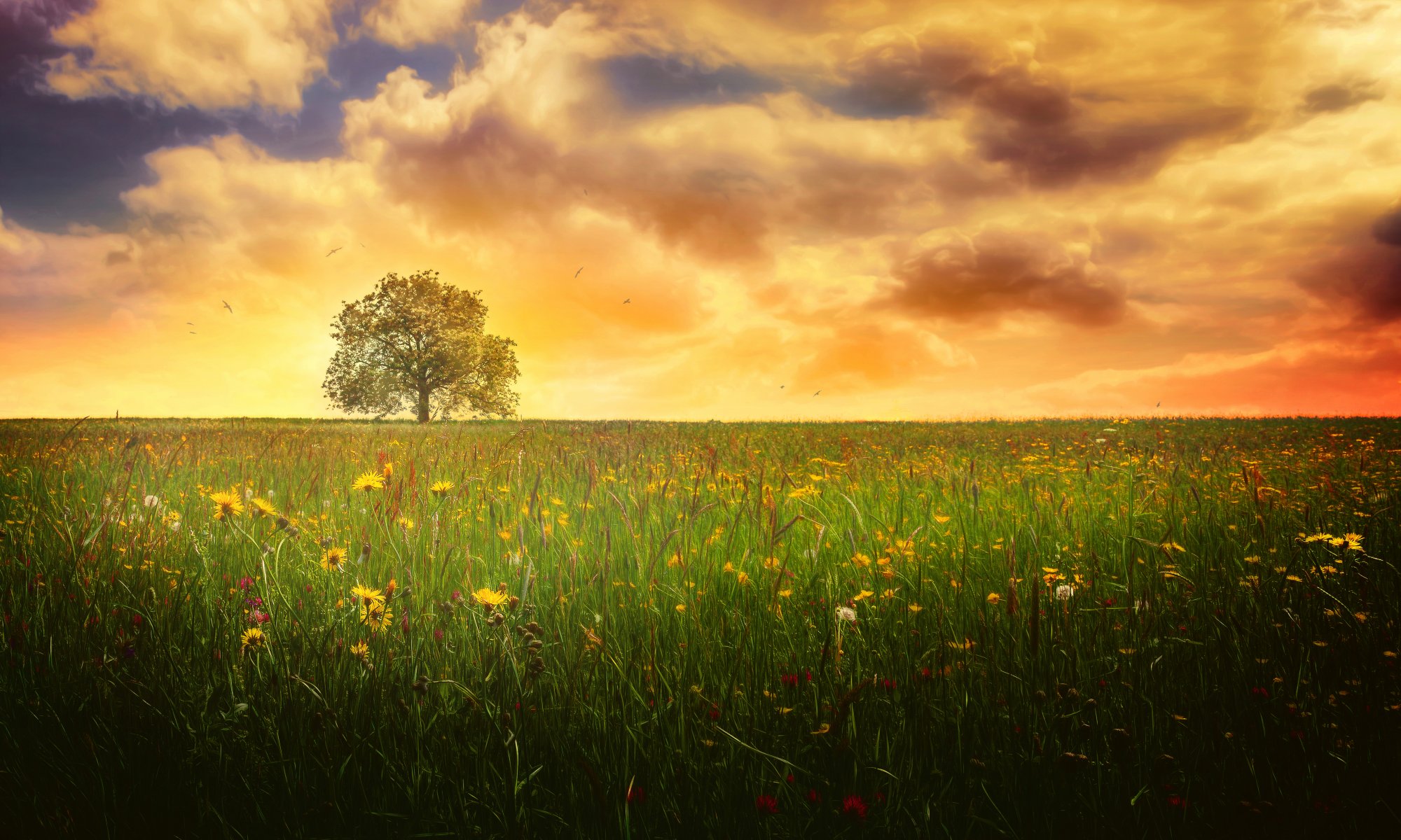 einsamer baum sommer feld baum himmel wolken verarbeitung