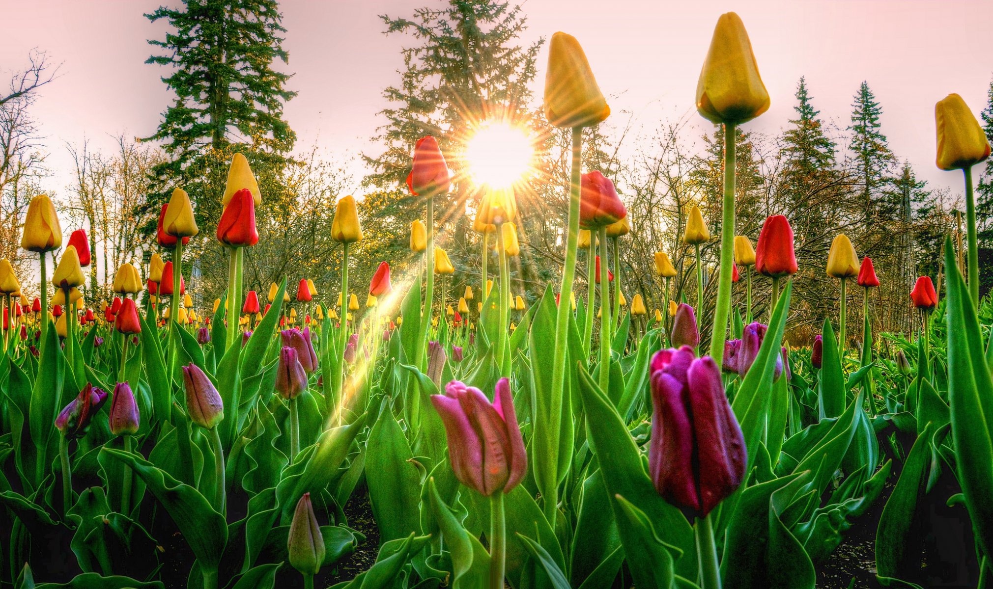 ky tree rays sun sunset flower tulip