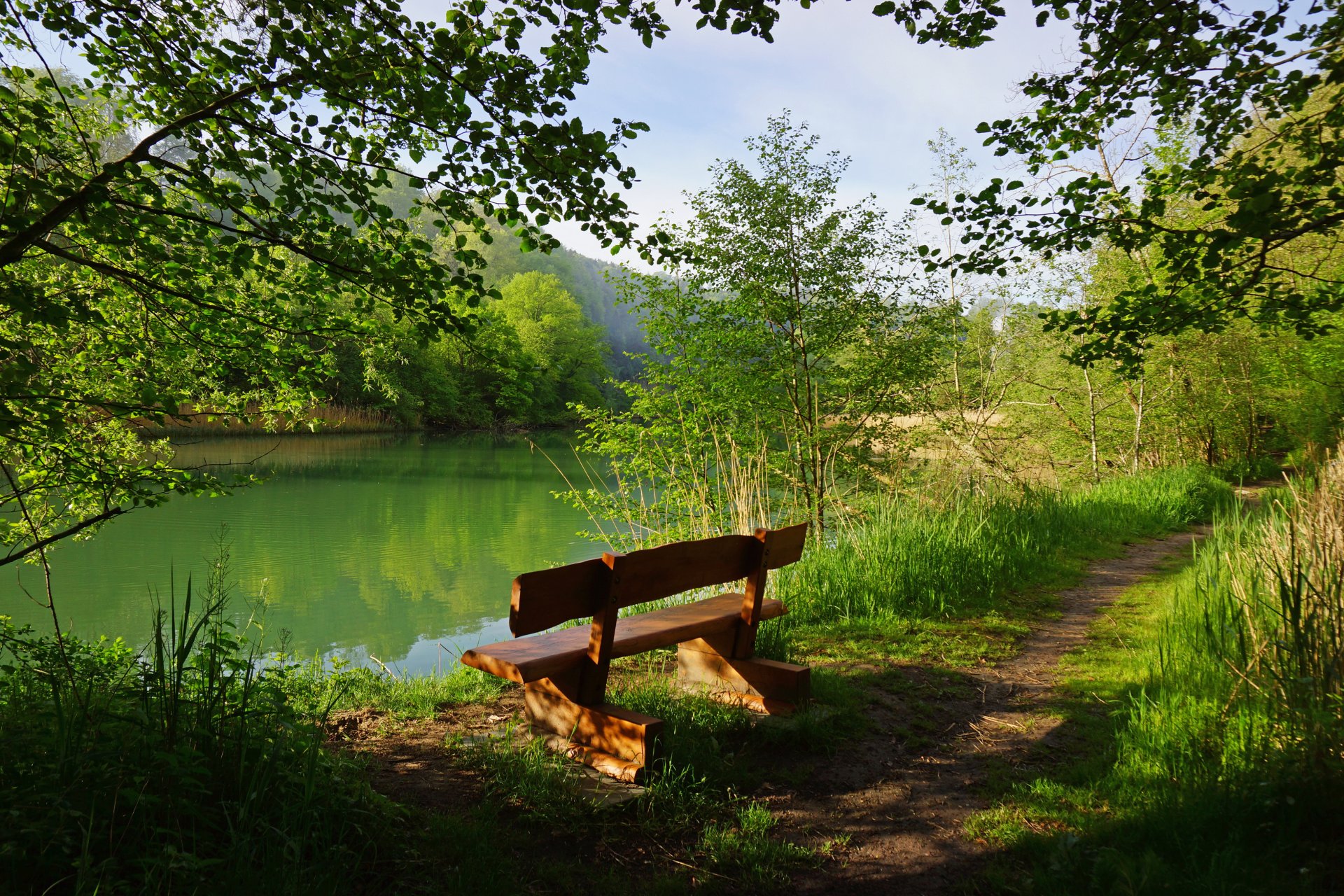 svizzera lago perolles foresta alberi verde panchina panchina sentiero erba cespugli rami