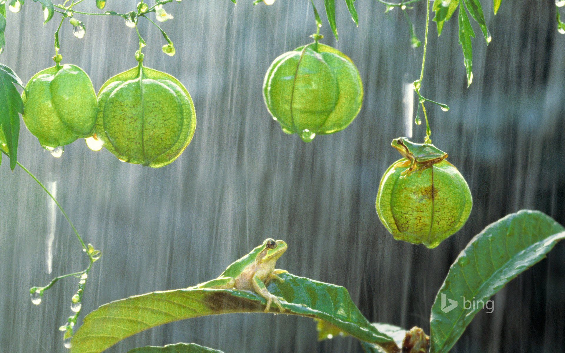 rana arbórea japonesa planta lluvia hojas