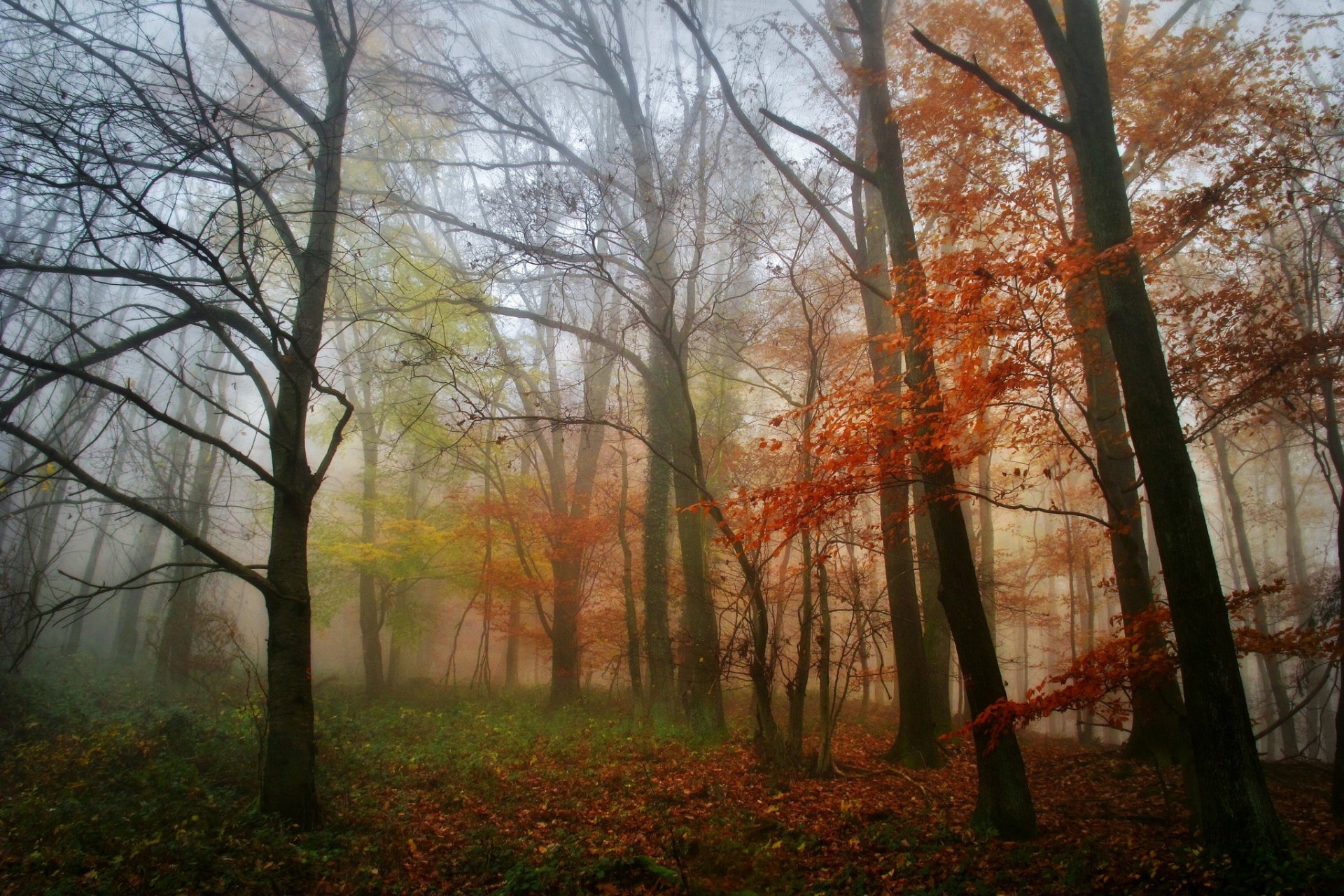 foresta mattina nebbia alberi foglie autunno