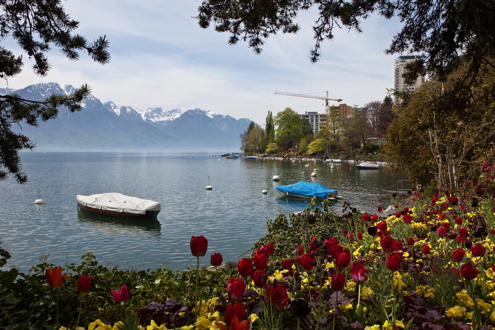 lago svizzera tulipani montagne montreux natura foto