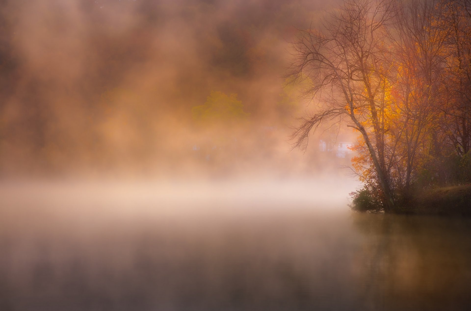 parc lac brouillard automne