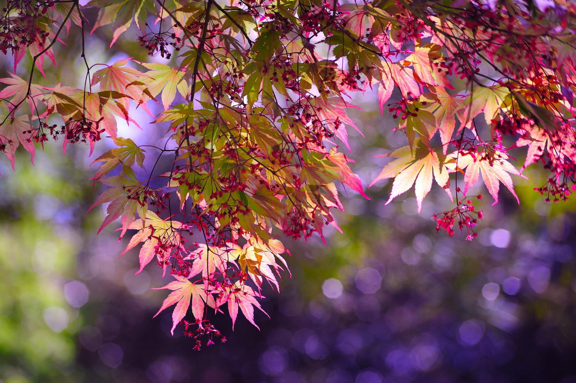 natura albero rami foglie