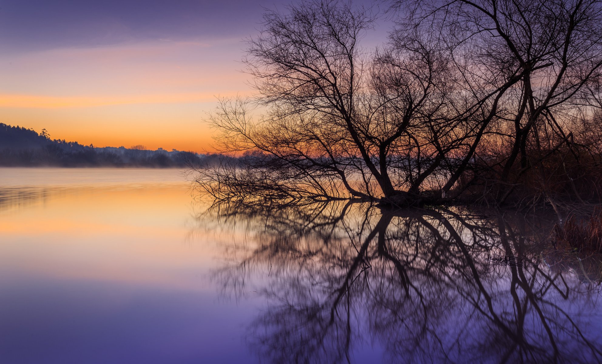 mañana amanecer niebla río orilla bosque árboles reflexión