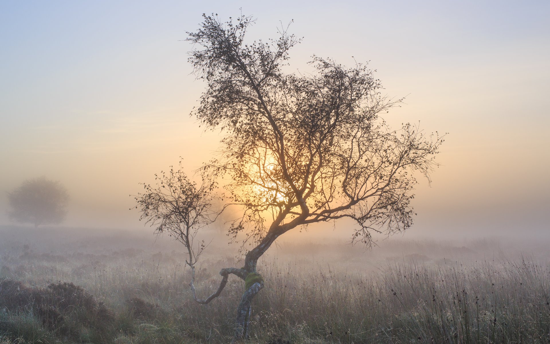 mattina nebbia albero