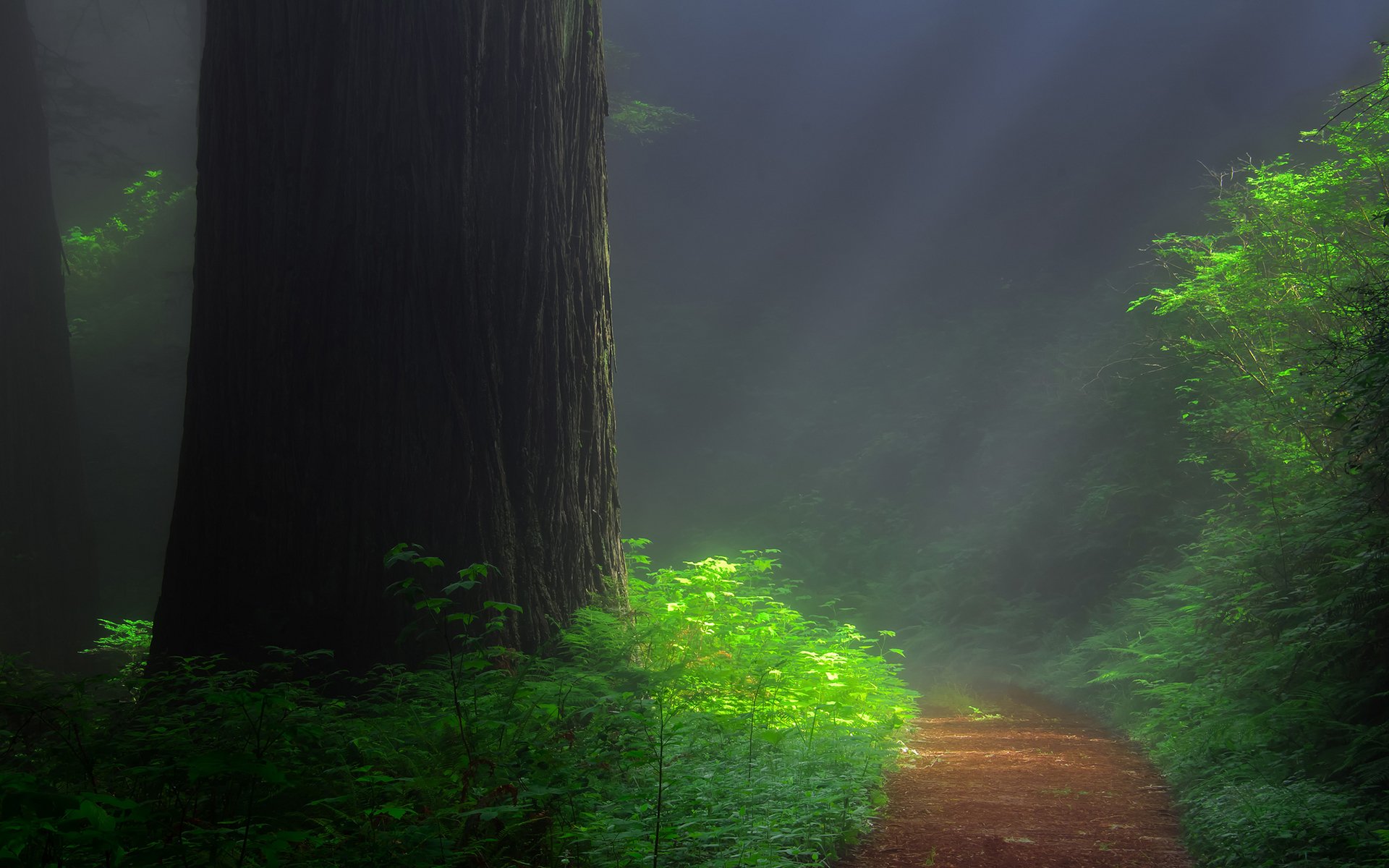 forest highway tree sequoia