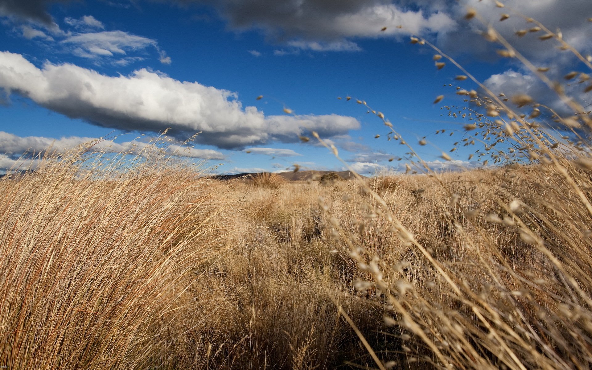 champ herbe ciel nature paysage