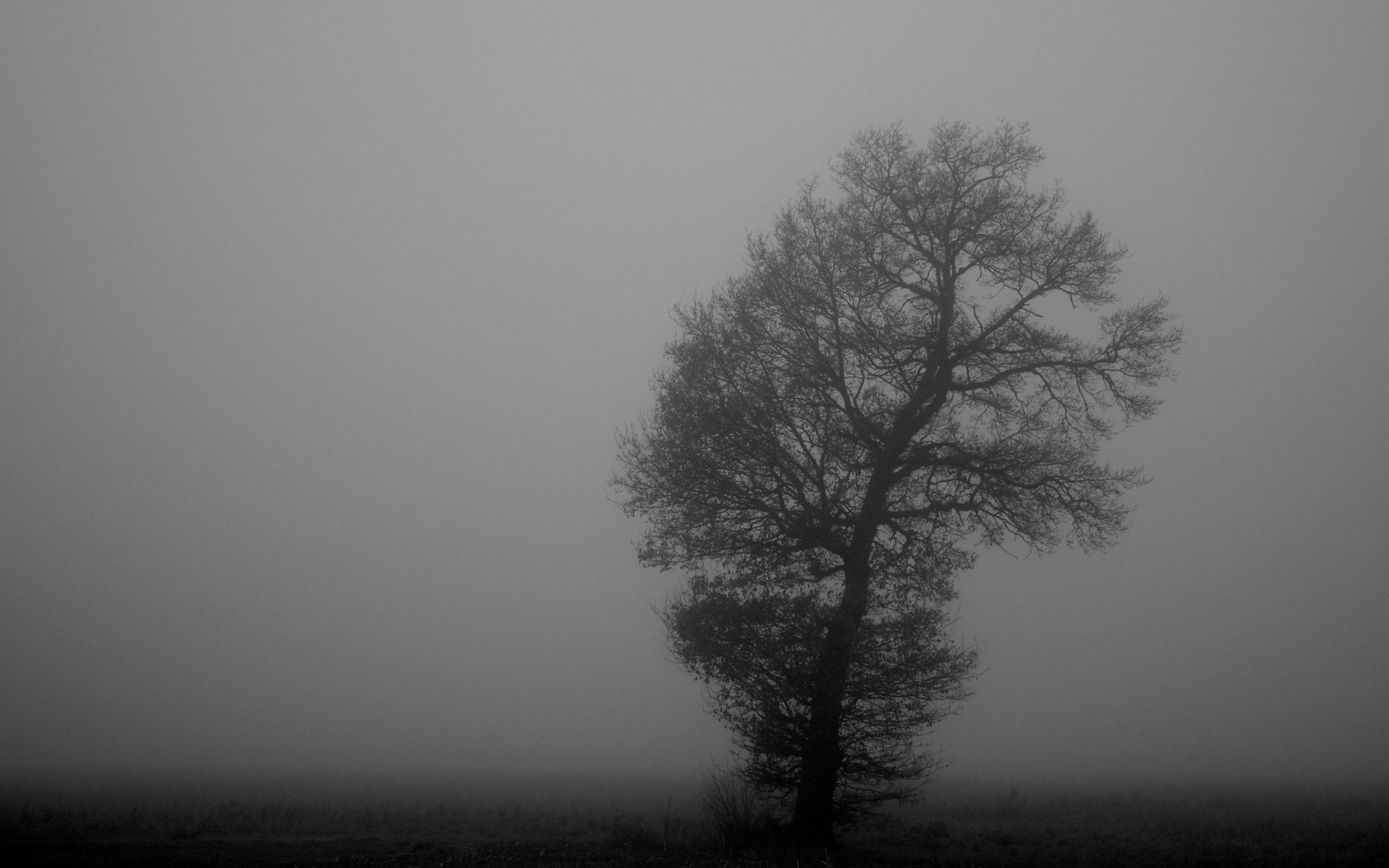 nebel holz monochrom schwarzweiß