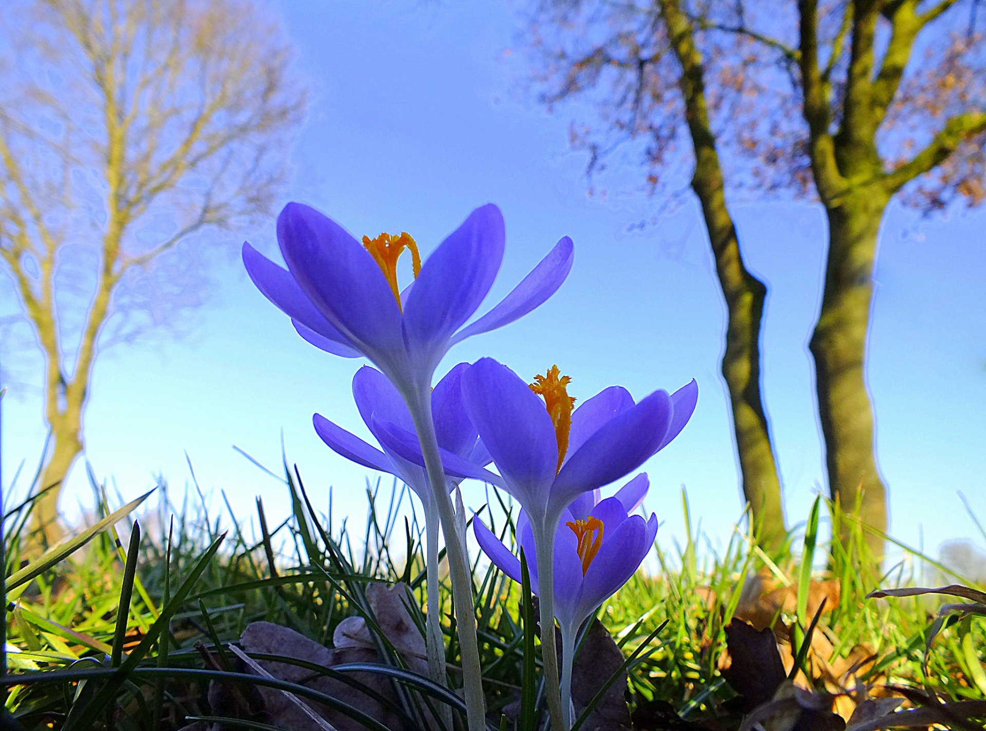 cielo árboles hierba flores azafrán