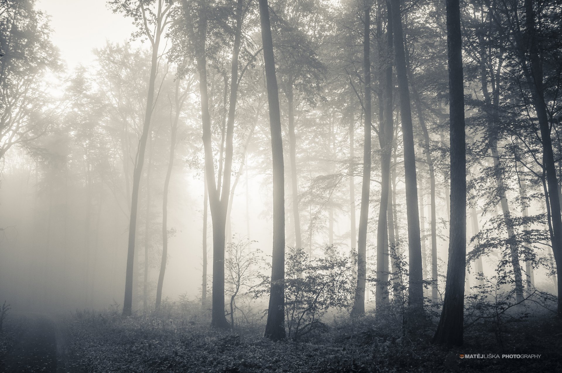 forêt arbres bch brouillard automne