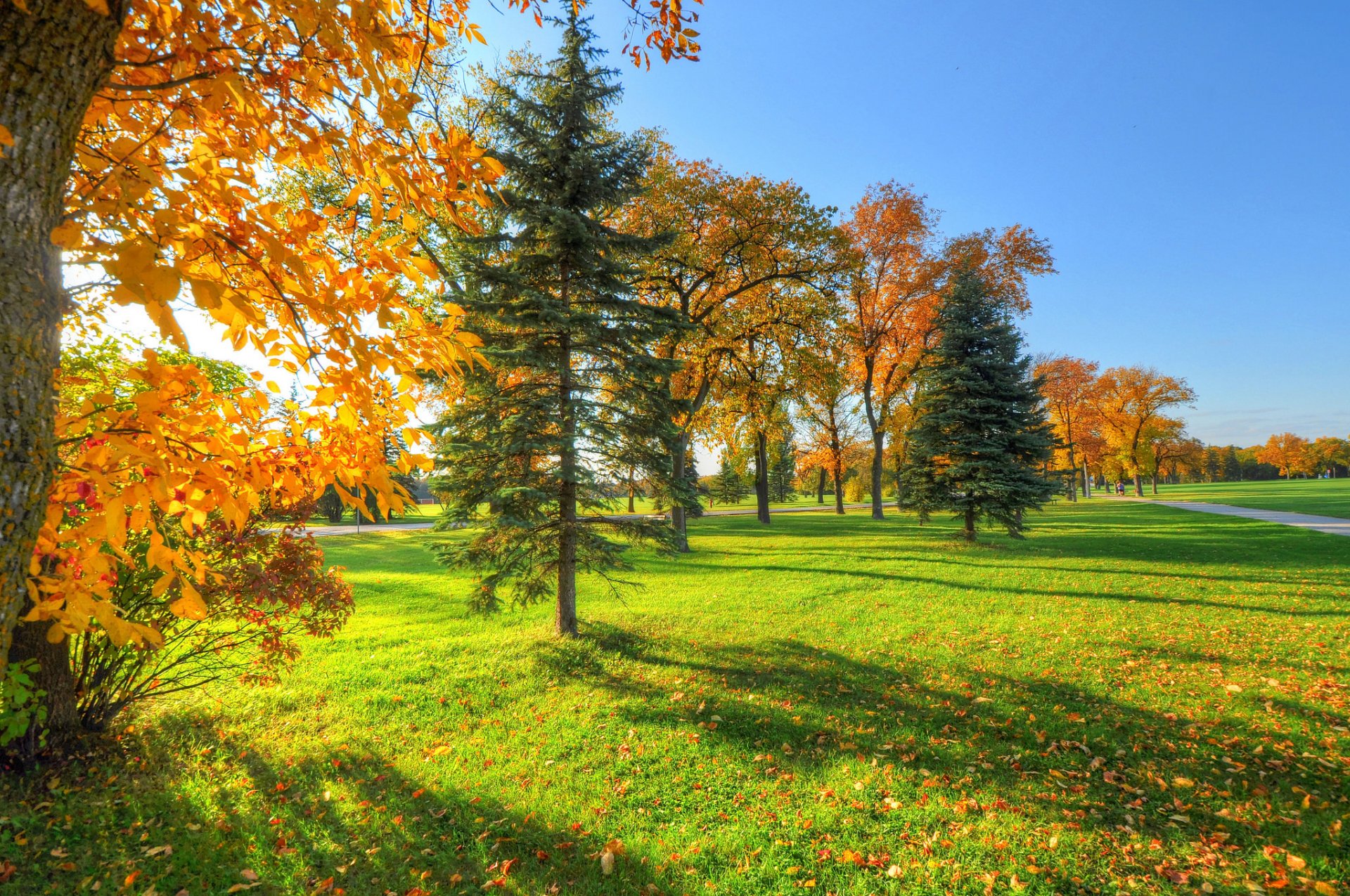 niebo park ścieżka drzewa trawa liście jesień