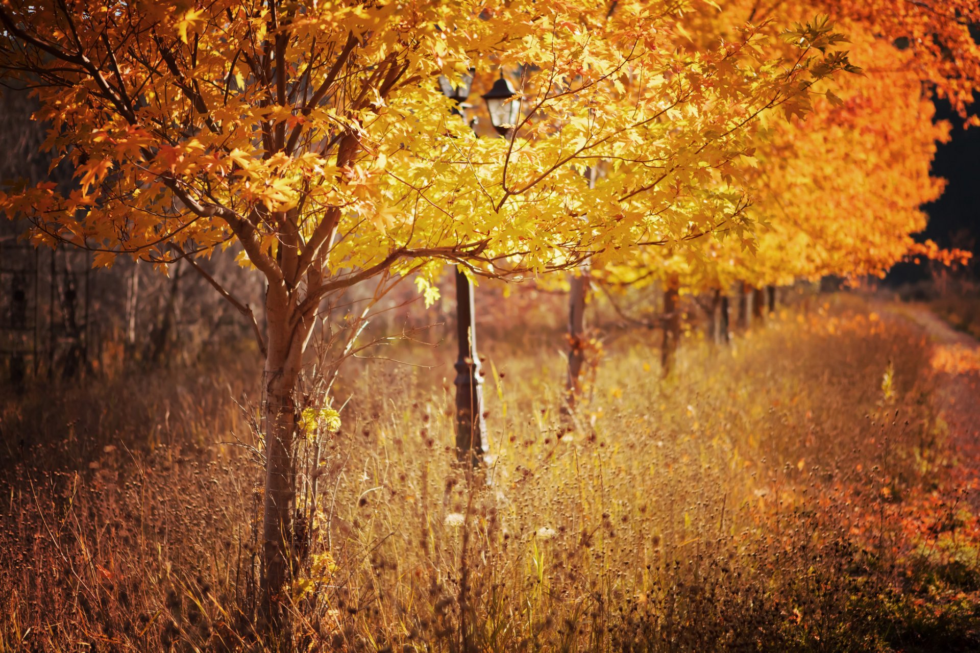 parco alberi natura autunno