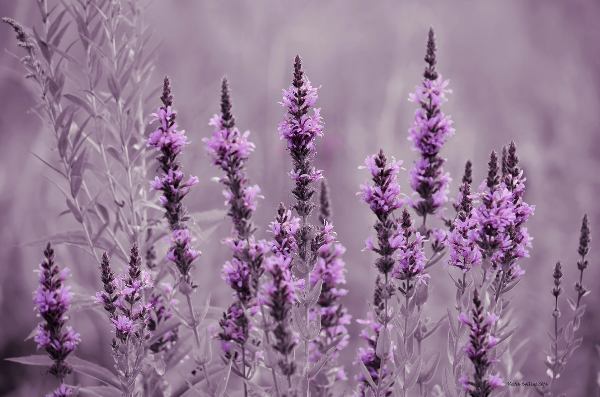 the field meadow flower lavender