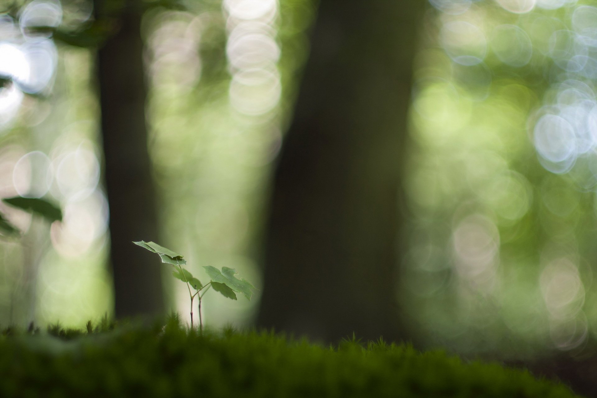 naturaleza verde fondo