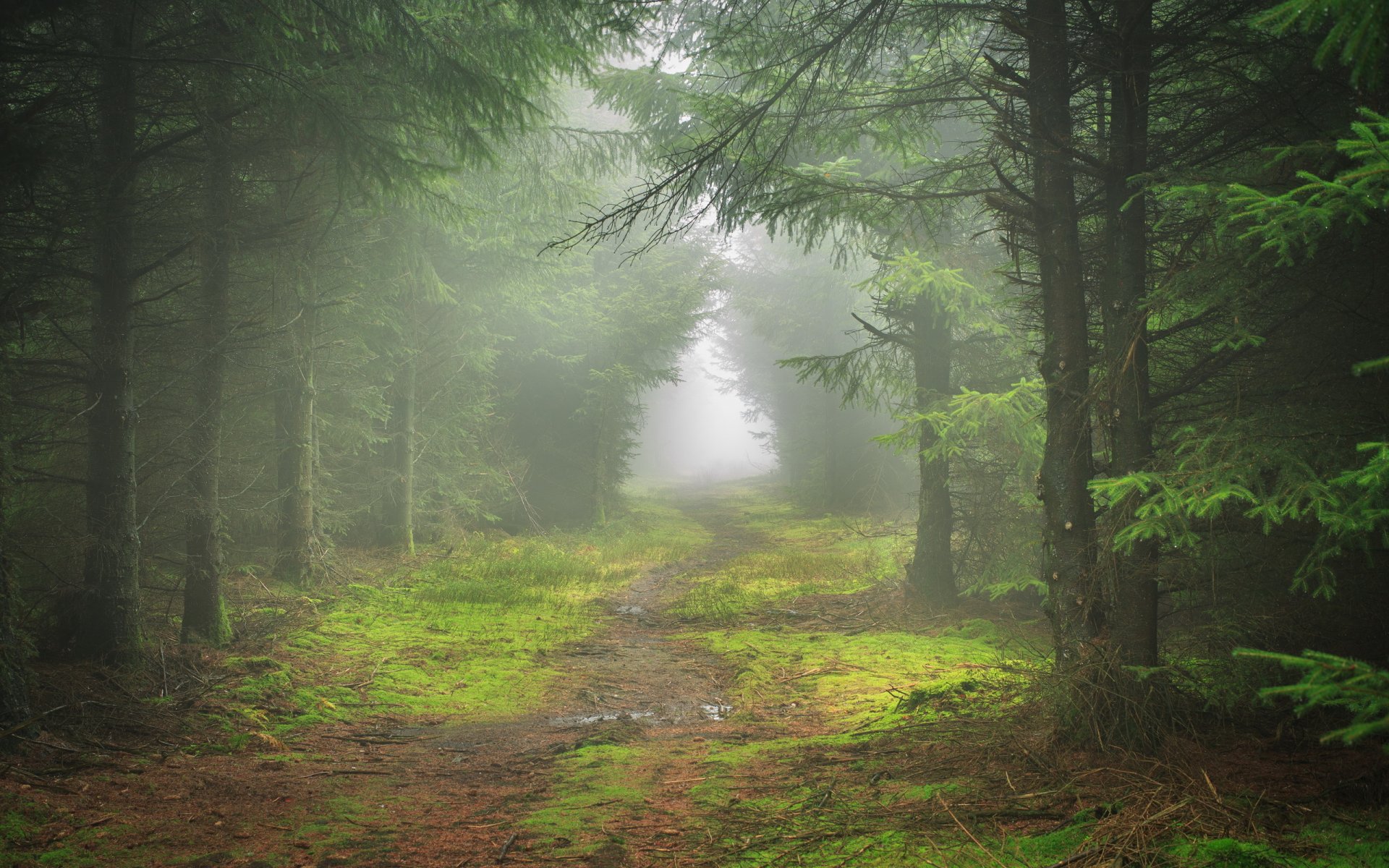 forest fog nature landscape