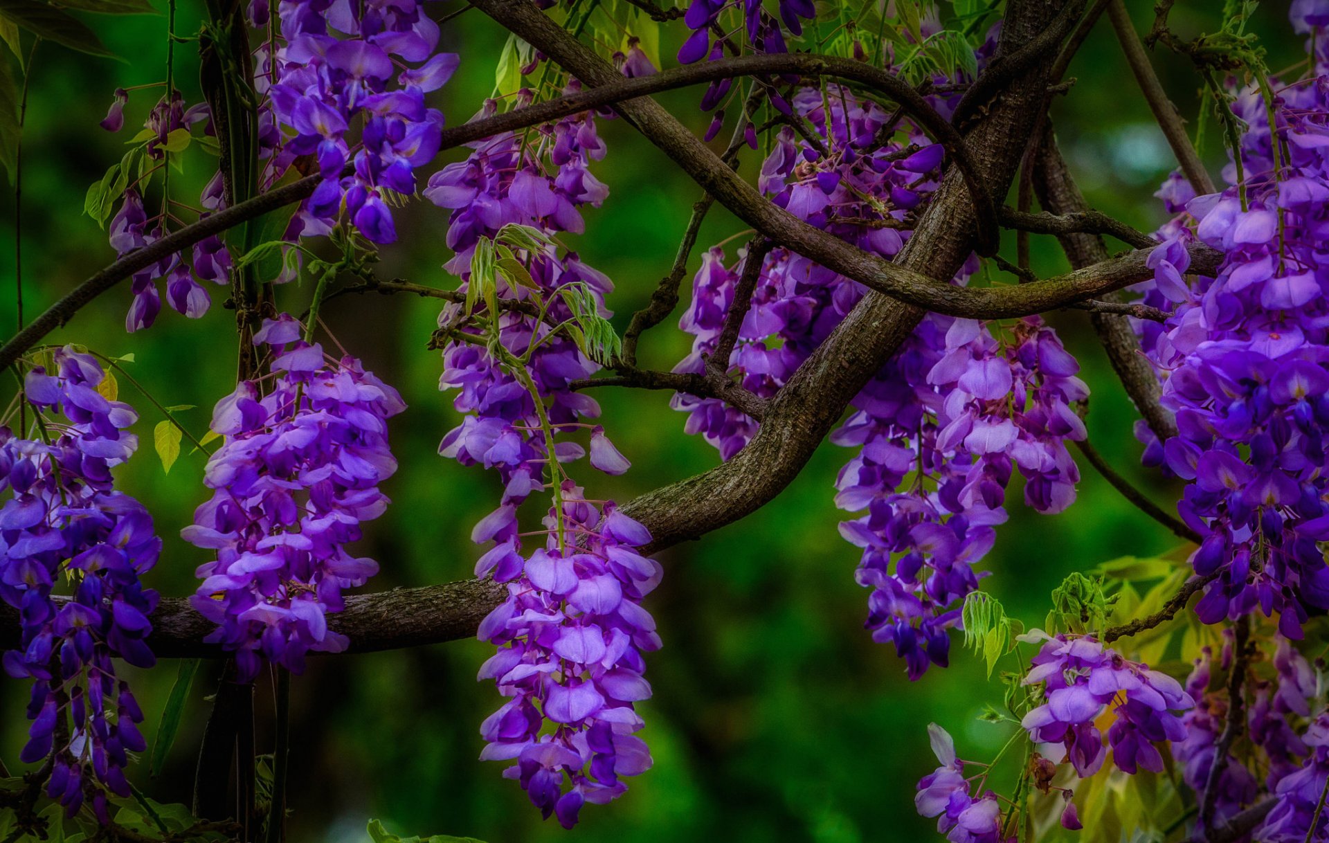 branch flower inflorescence close up