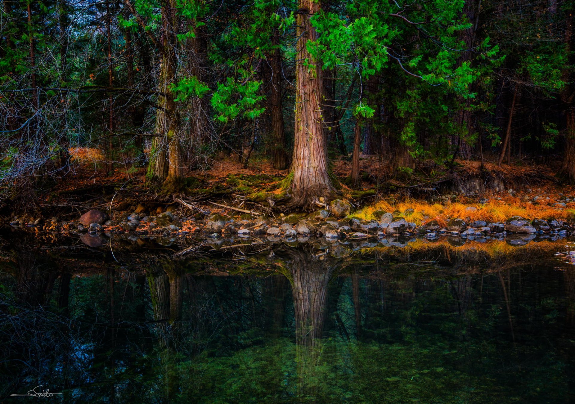 bosque costa piedras musgo río árboles agujas árboles de navidad pinos