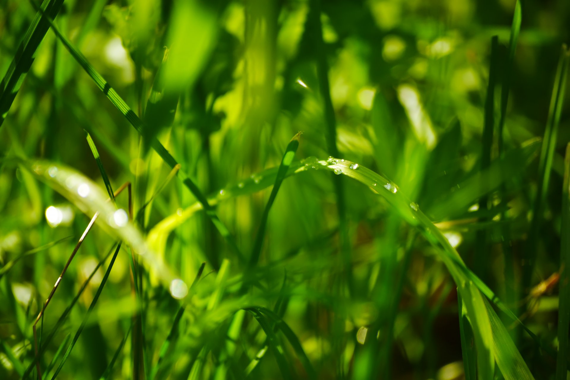 trawa lato krople bokeh zieleń światło