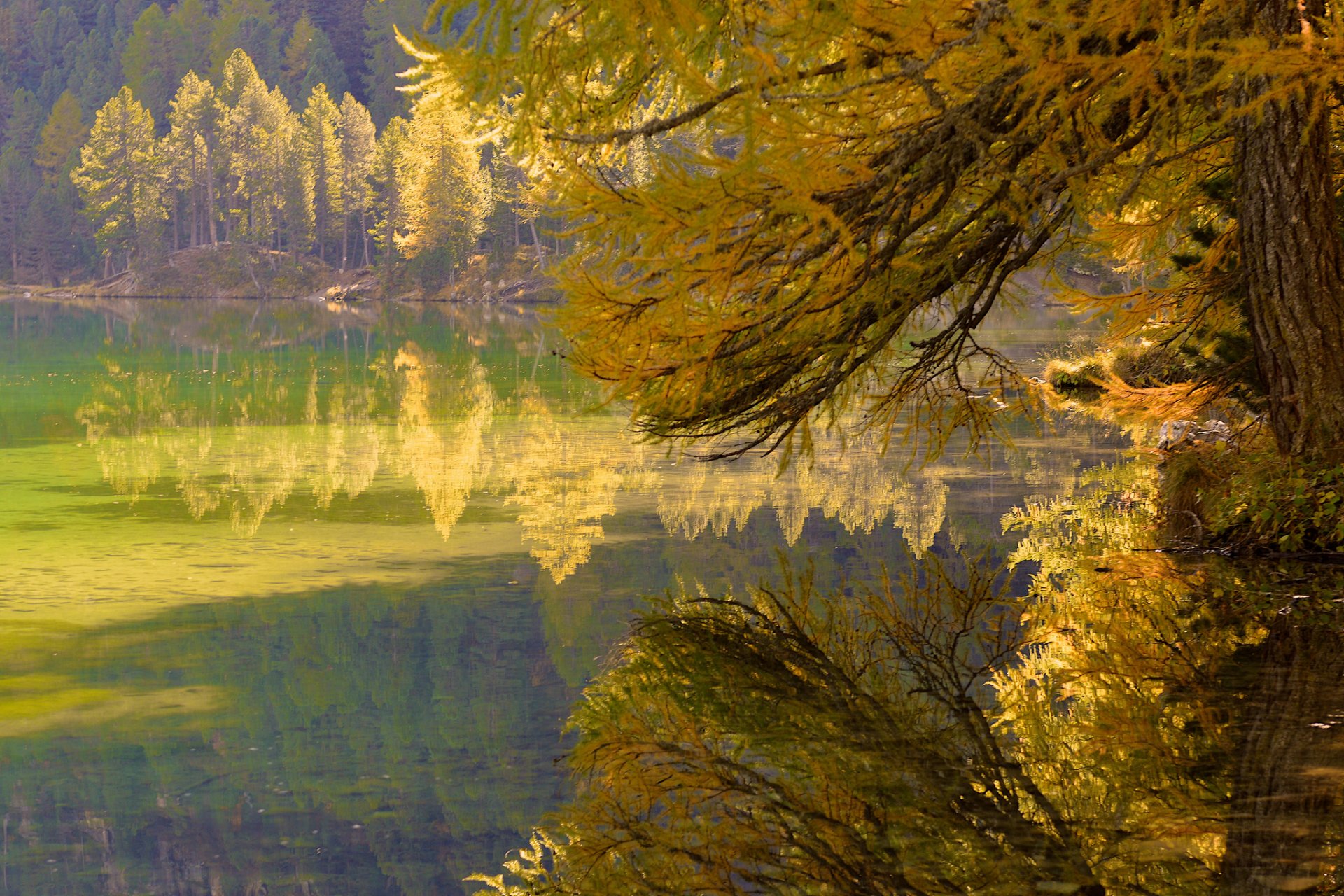 foresta alberi ramo foglie autunno lago