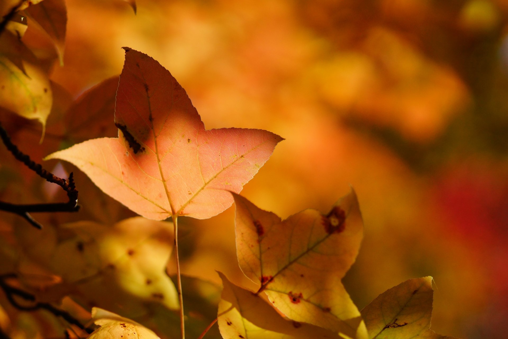 herbst blätter gelb blatt baum