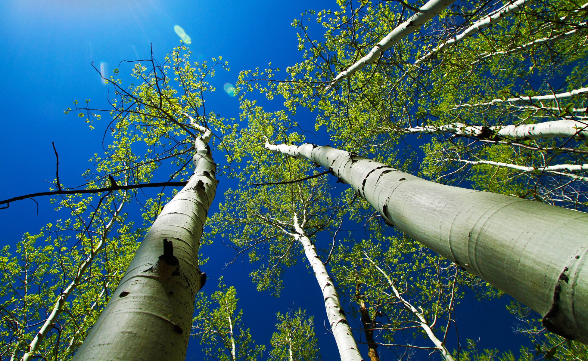 ciel rayons arbres tronc tremble feuilles