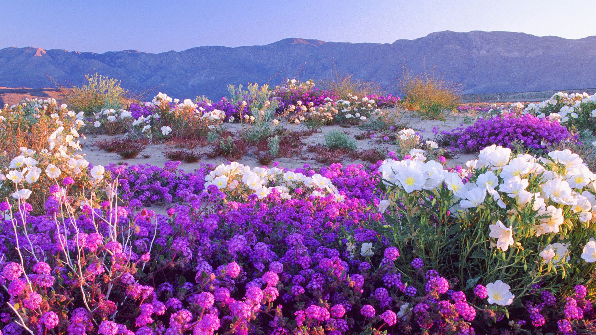 ciel montagnes pré fleurs