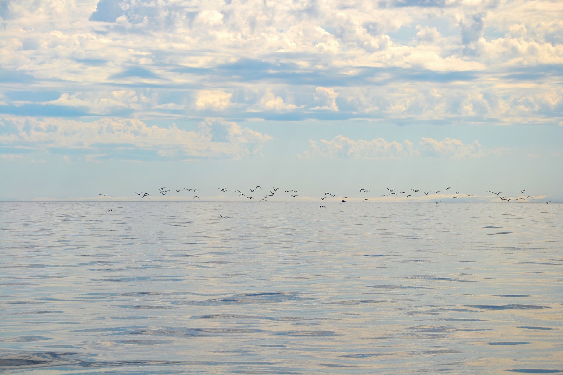 mare uccelli orizzonte cielo nuvole