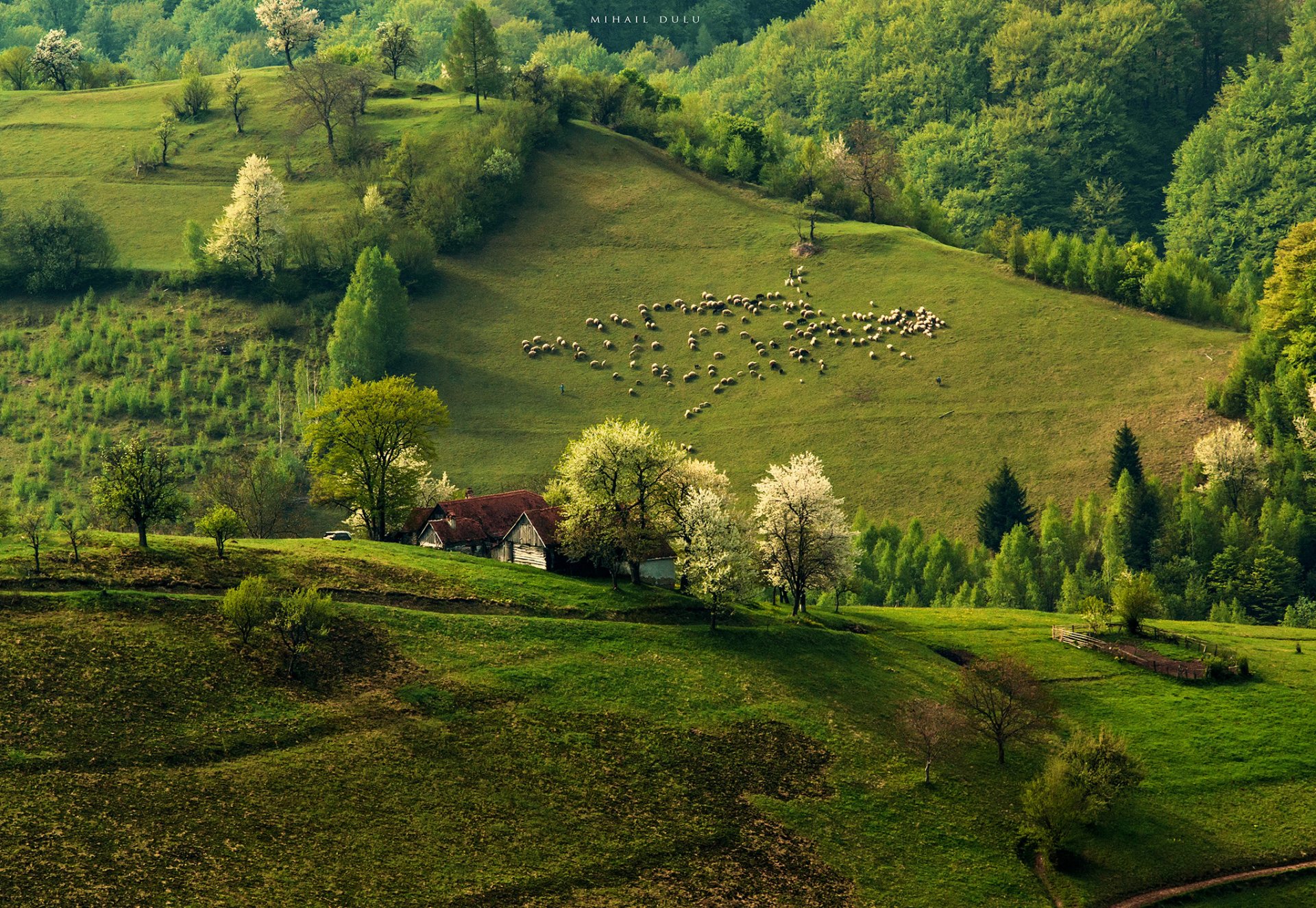 nature spring morning hills flock sheep forest house