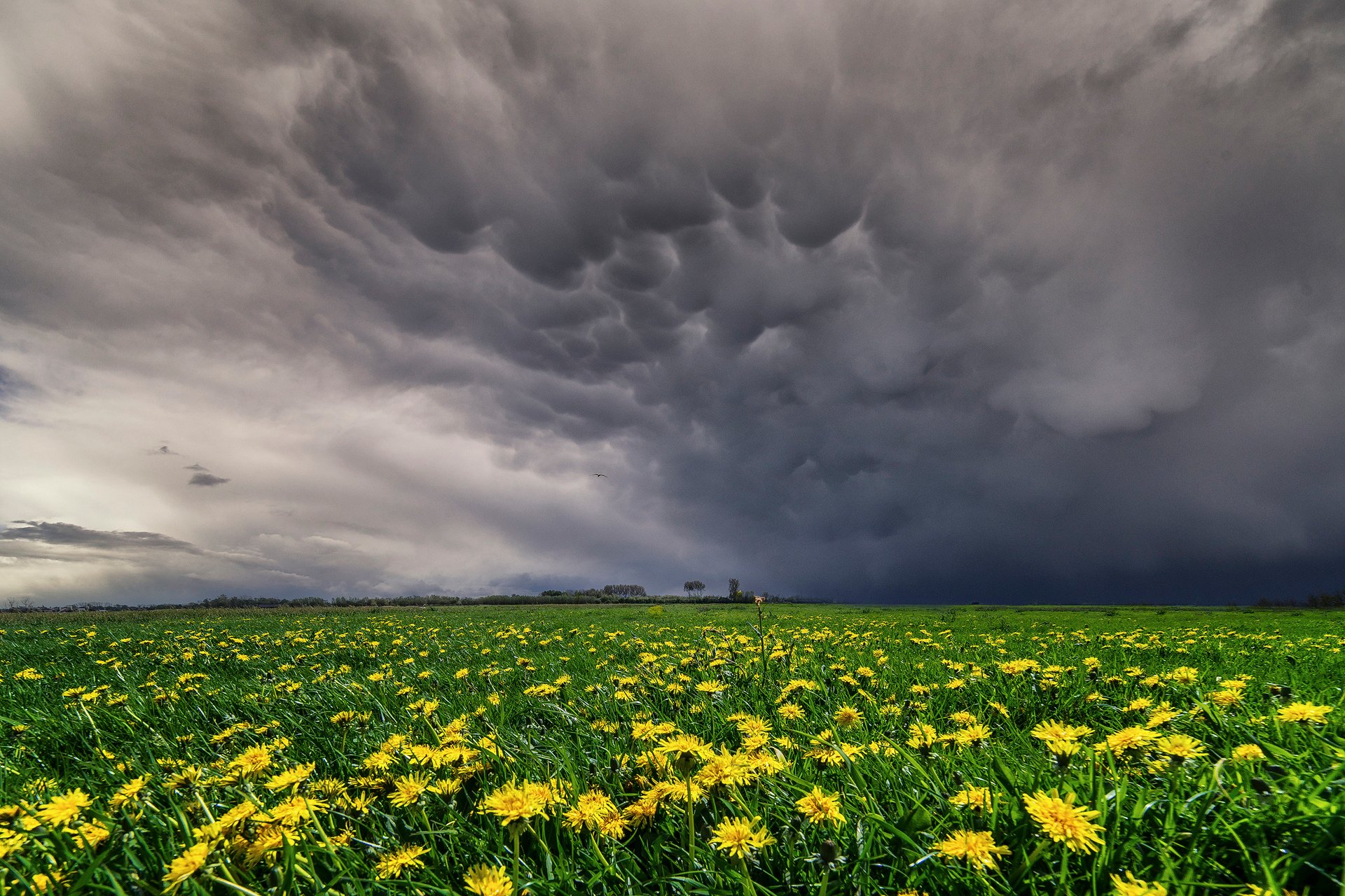 primavera mayo cielo nubes pradera prados campo amarillo flores dientes de león