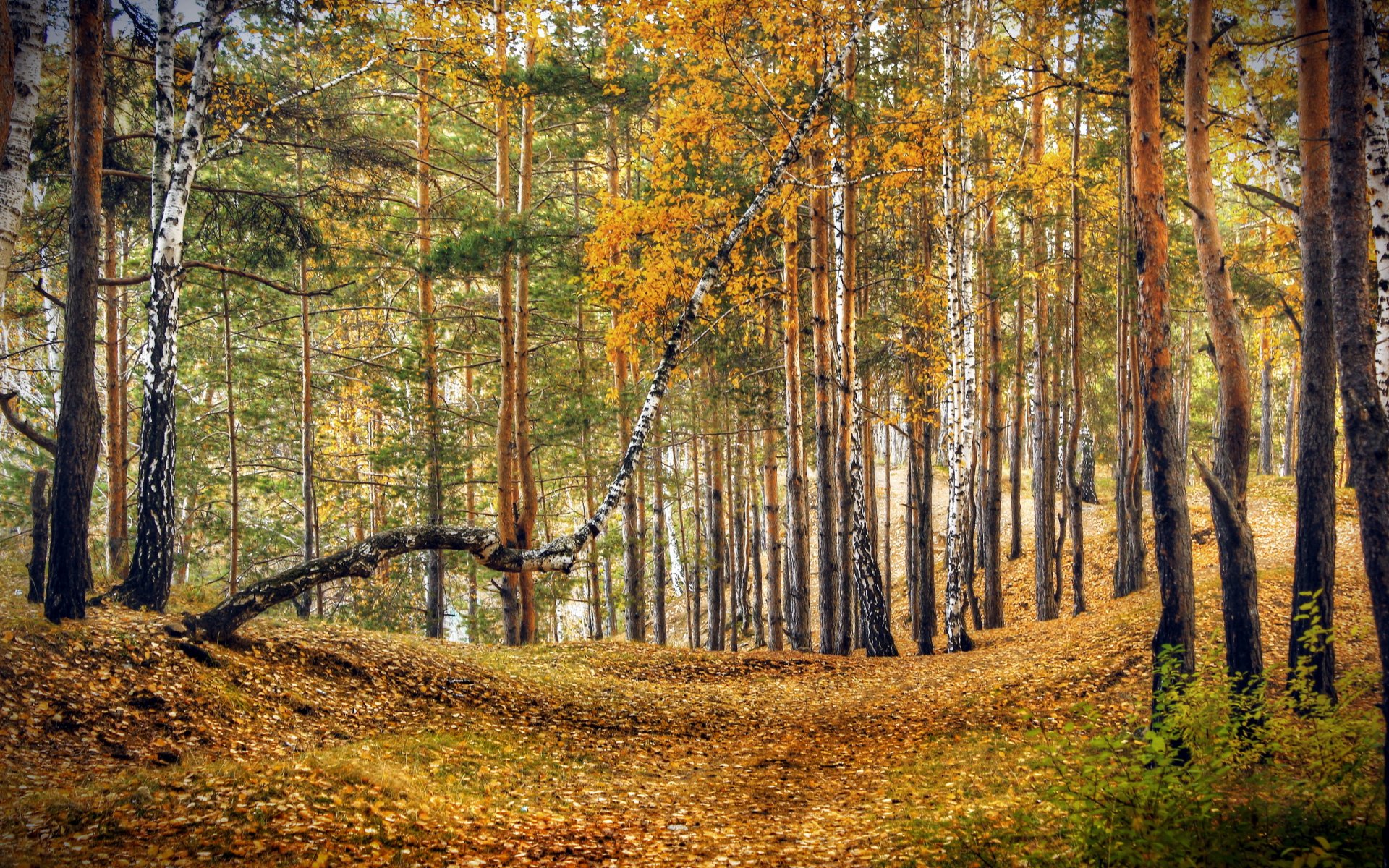 forest autumn nature