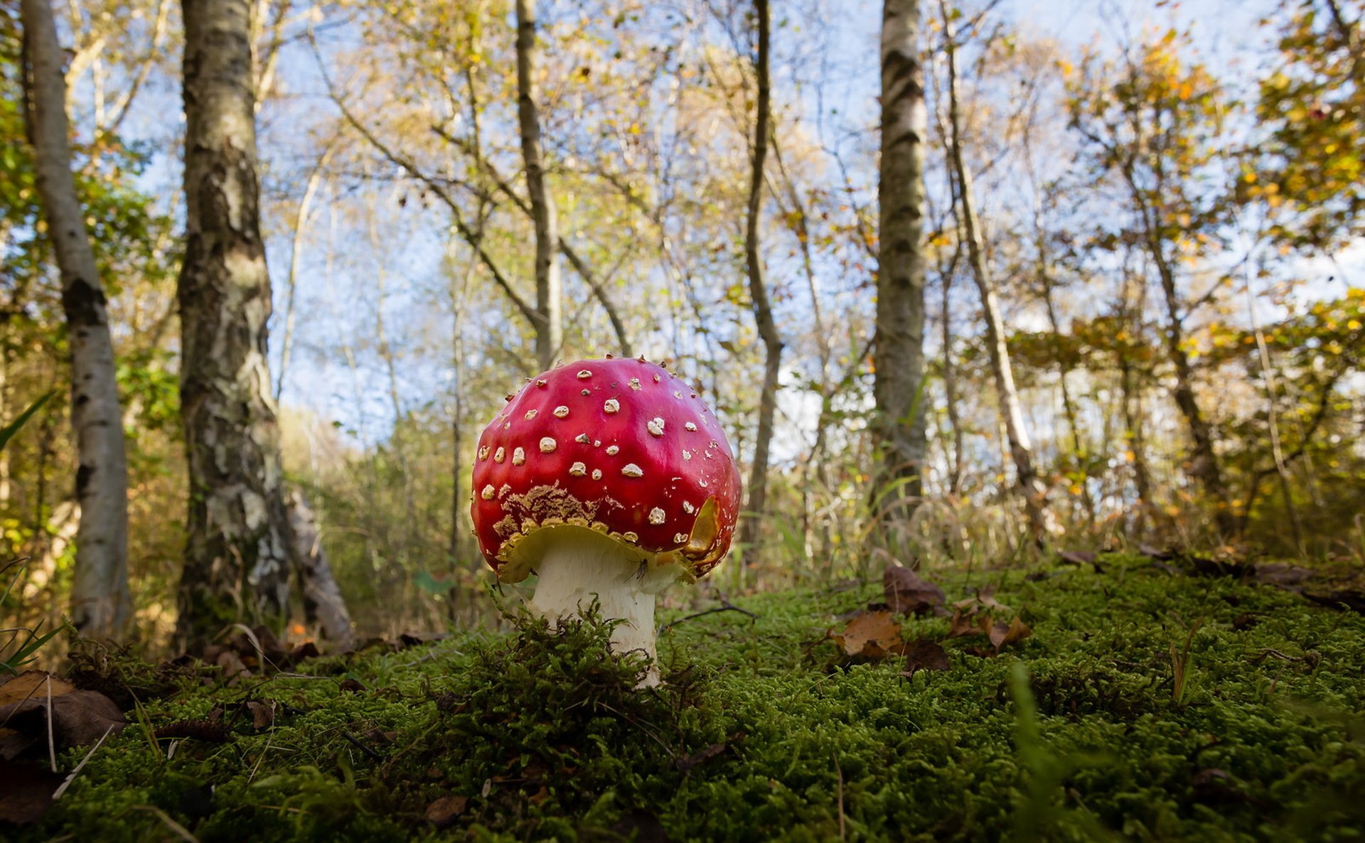 setas otoño naturaleza