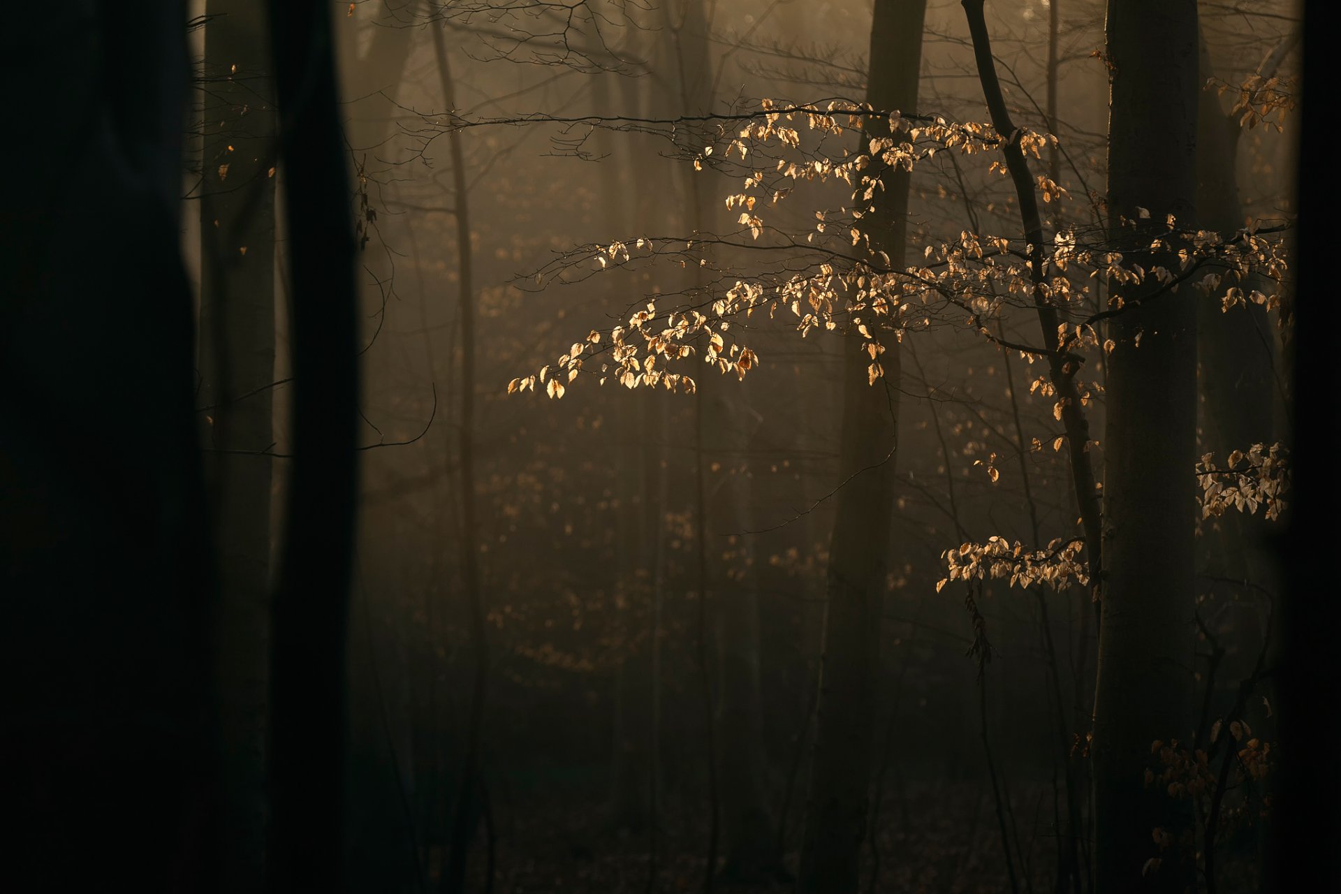 foresta rami alberi luce del sole