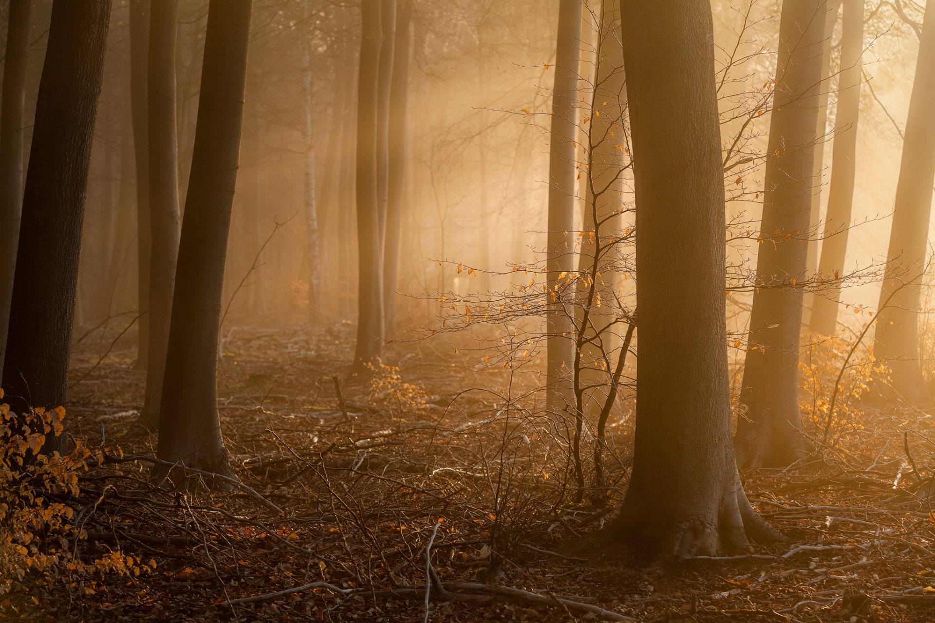 approccio foresta mattina nebbia