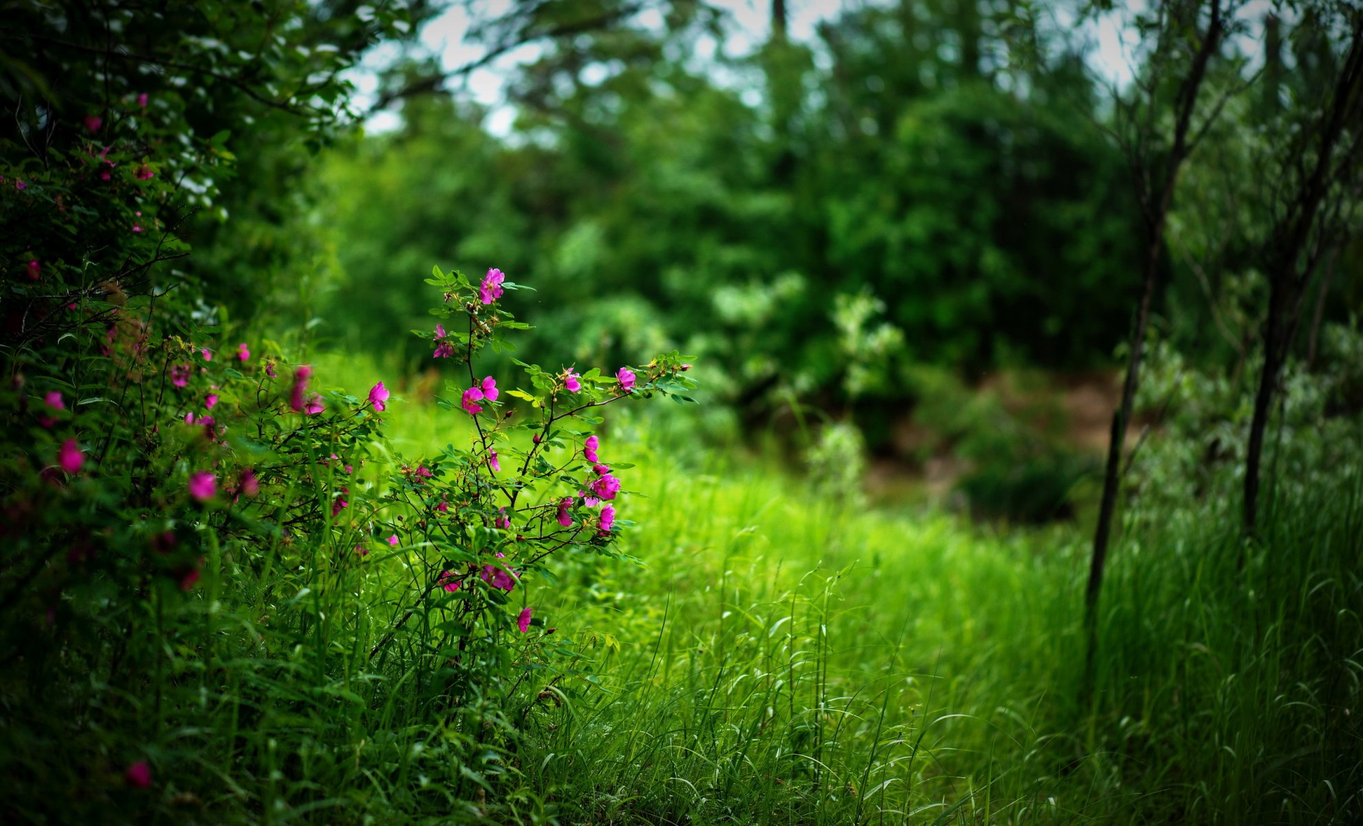 flower summer nature