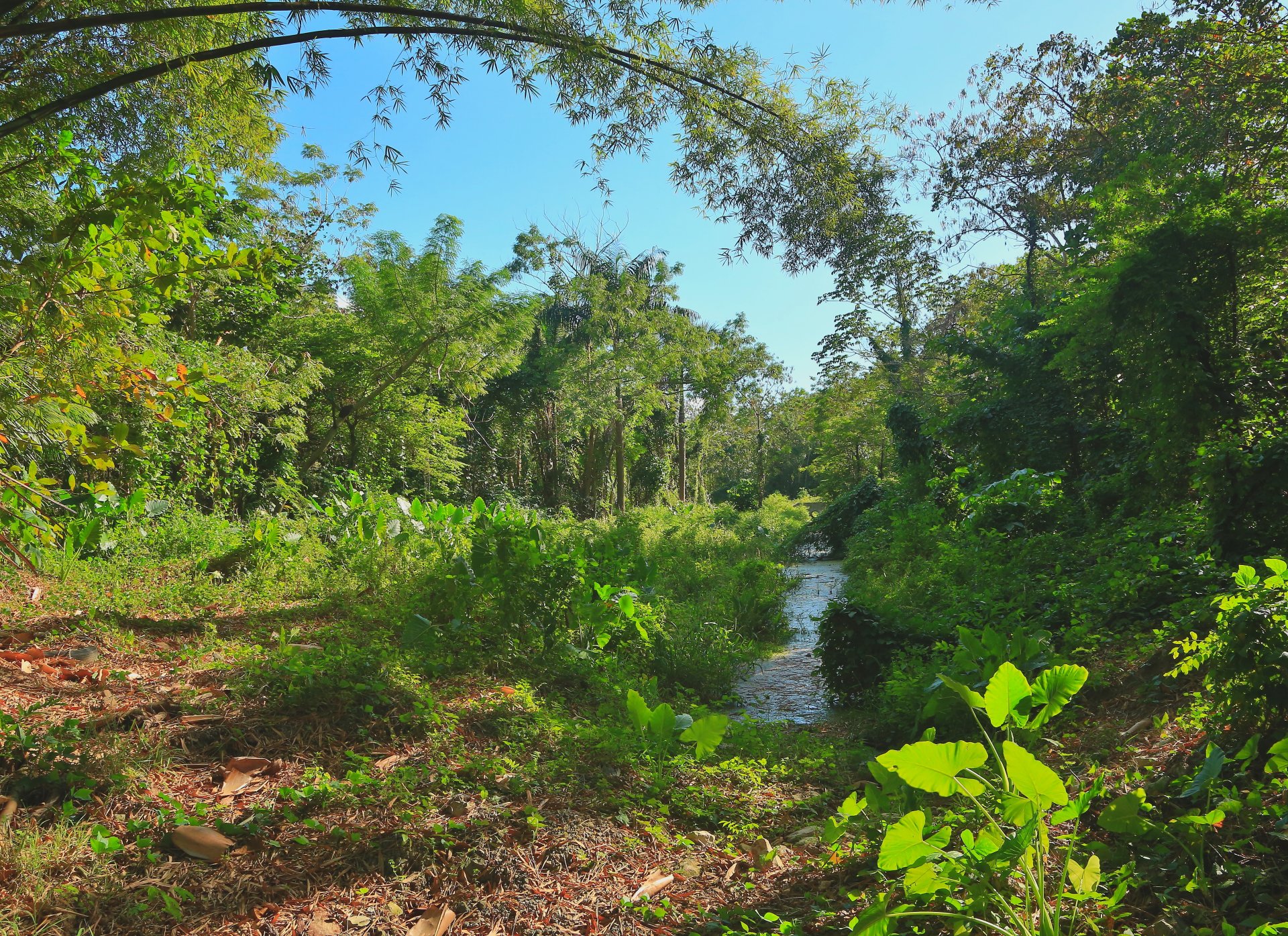 tropiques arbres herbe verdure ruisseau magie