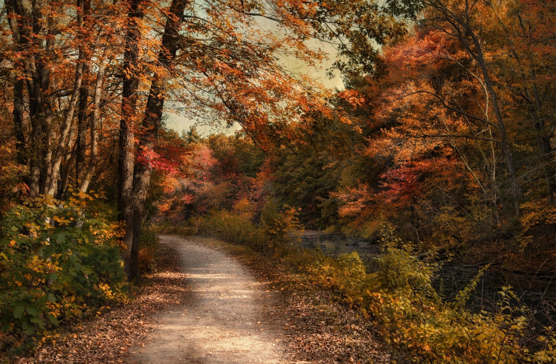 otoño árboles bosque naturaleza camino