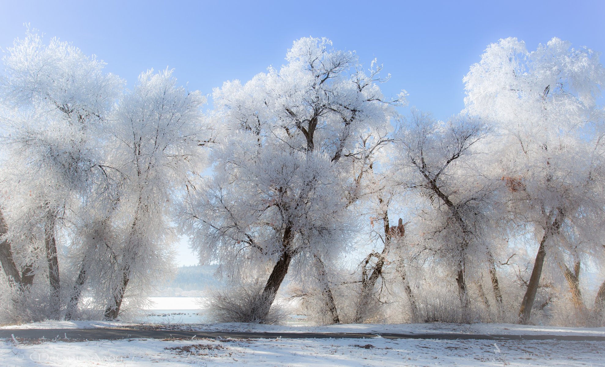 inverno gelo alberi neve