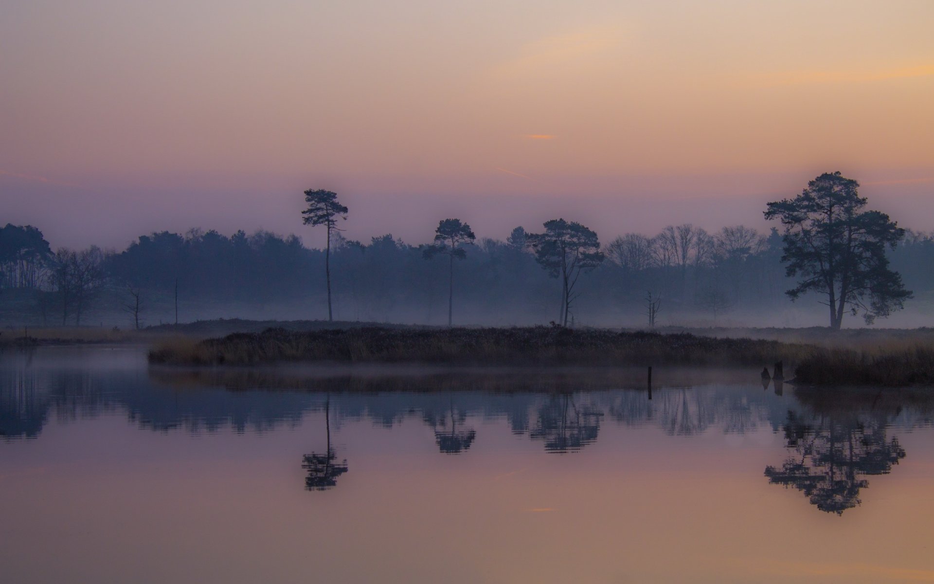 marais de plaine brouillard matin aube