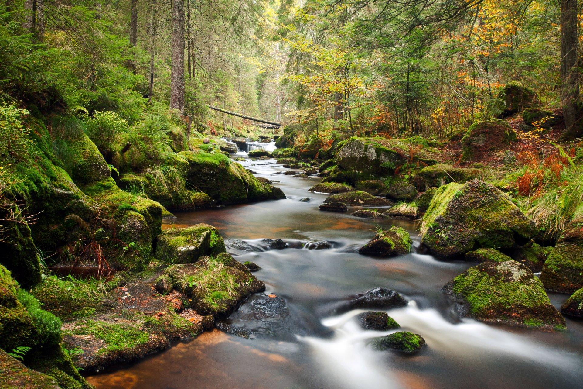 forest river tree landscape feed stone